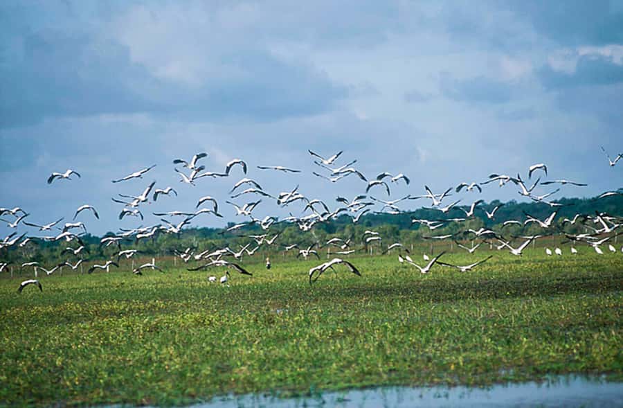 Belém: Marajó Island Day Trip with Buffalo Farm Visit - Pesqueiro Beach and Grande Beach