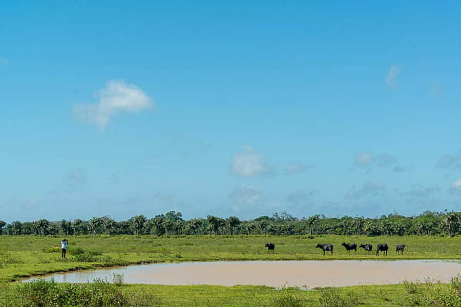 Belém: Marajó Island Day Trip with Buffalo Farm Visit - Guide service and changing schedules