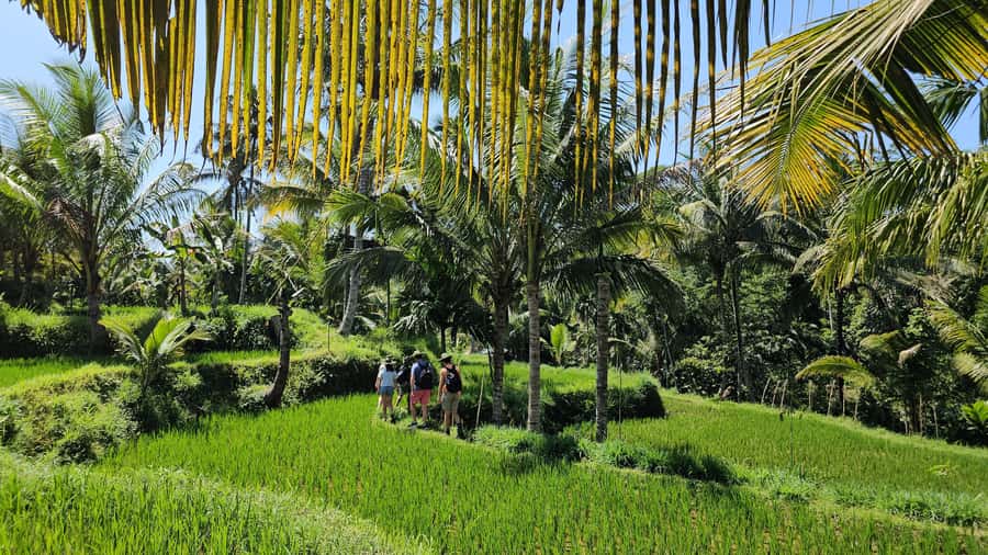 Benang Kelambu: Authentic Lombok Rice Field & Waterfall Tour - Seeing Lombok coffee made by hand
