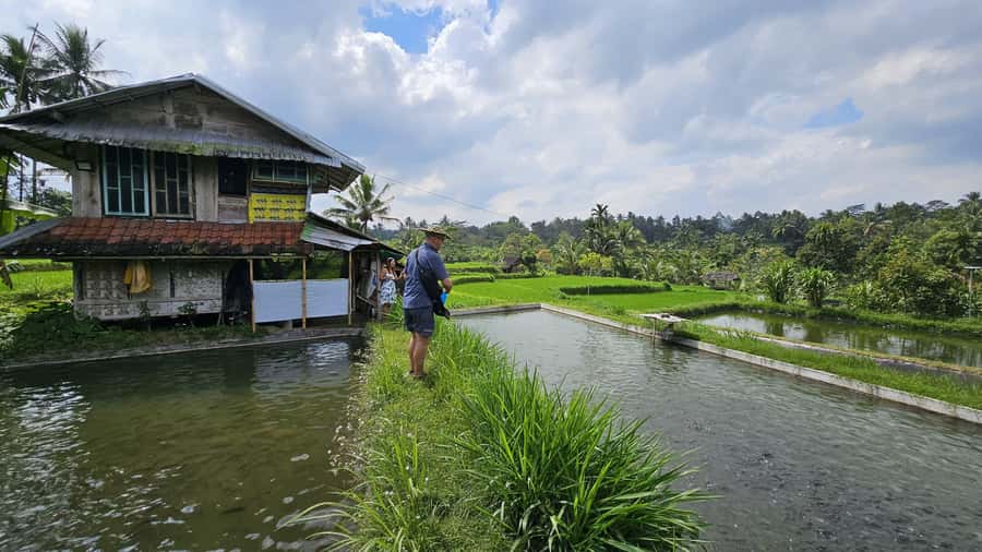 Benang Kelambu: Authentic Lombok Rice Field & Waterfall Tour - Making Cerorot from rice flour and palm sugar