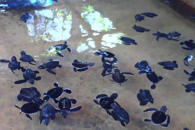 Bentota Village Tour with River Safari & Tea Plantation/Factory - All Inclusive - Turtle conservation and the wildlife question
