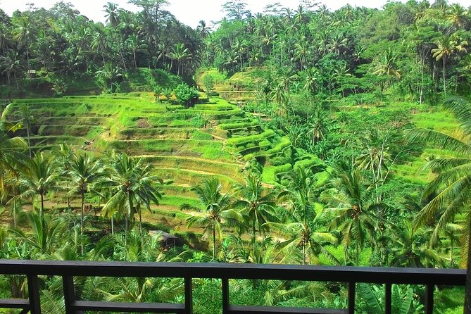 Best of Bali : Ubud, Rice terrace, Tanah lot temple with Lunch - Uma Pakel, coffee and plants beyond the tasting cup