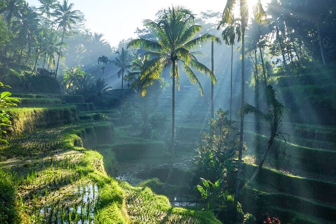 Best of Ubud: Rice Terrace, Temple and Waterfall Private Tour - Key points at a glance