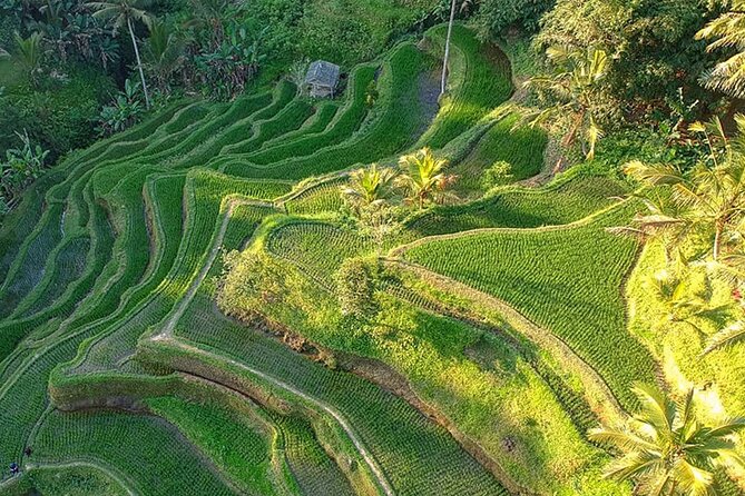 Best of Ubud: Rice Terrace, Temple and Waterfall Private Tour - Campuhan Ridge Walk is the calmest stop