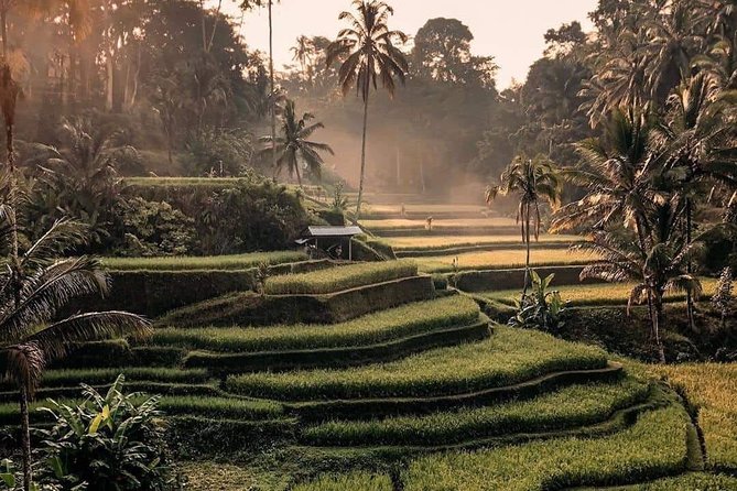 Best of Ubud Waterfalls, Tegalalang Rice Terrace and Swing Tour - What this 10-hour Ubud day is really like