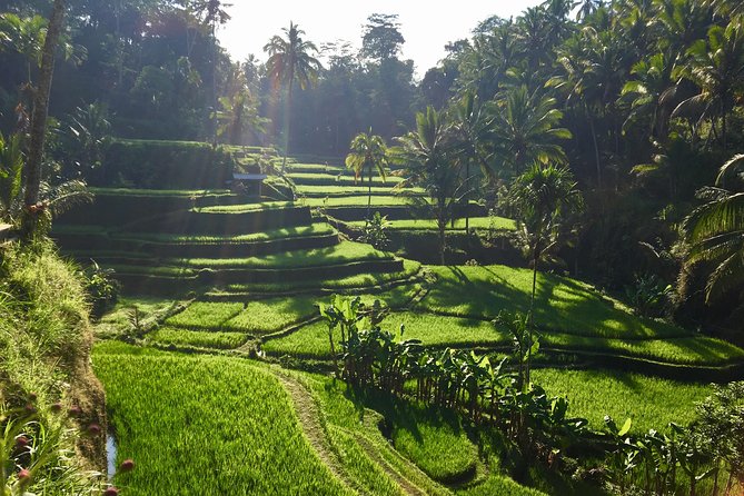 Best of Ubud Waterfalls, Tegalalang Rice Terrace and Swing Tour - Is $29 a good deal for this route?