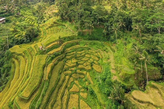 Best of Ubud: Waterfalls, Temple & Rice Terraces Private Day Tour - Tirta Empul Temple: the cultural center of the day