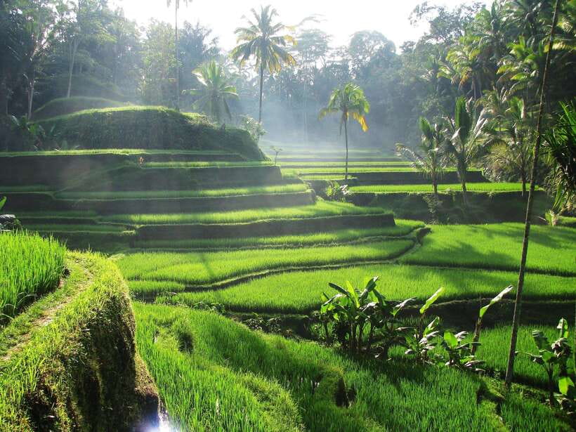 Best Ubud Rice Terrace, Waterfall, Temple Private Transfers - Key points to know