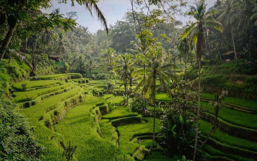 Best Ubud Rice Terrace, Waterfall, Temple Private Transfers - Tegalalang Rice Terraces close the day on a high note