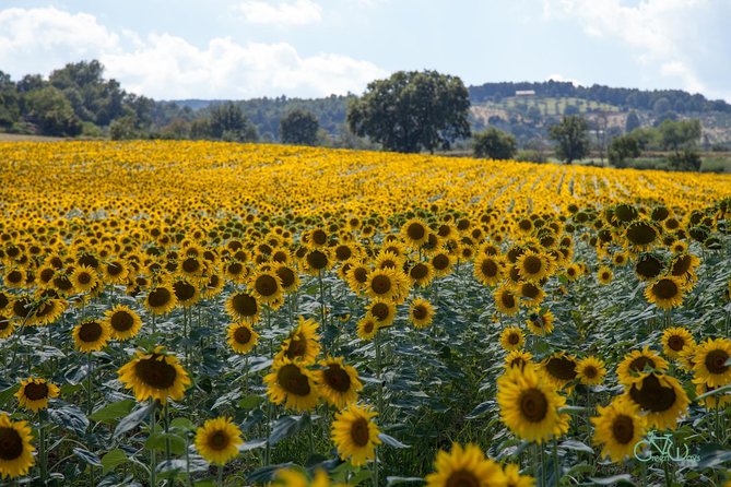 Bevagna E-Bike Farm to Table - Who should book this experience