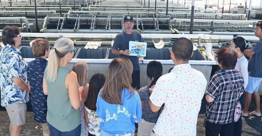 Big Island: Abalone Farm Guided Tour with Tasting - The opening story: research, breeding, and farm life