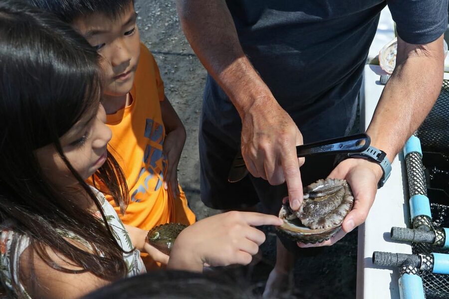Big Island: Abalone Farm Guided Tour with Tasting - The dulse seaweed tanks add another food lesson