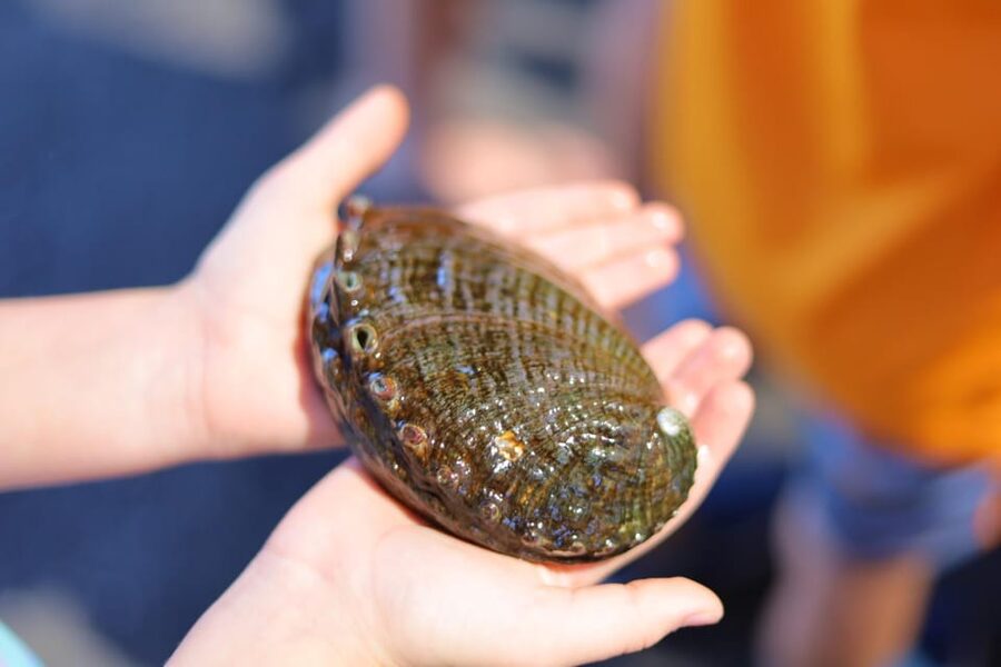 Big Island: Abalone Farm Guided Tour with Tasting - What the $31 price really includes