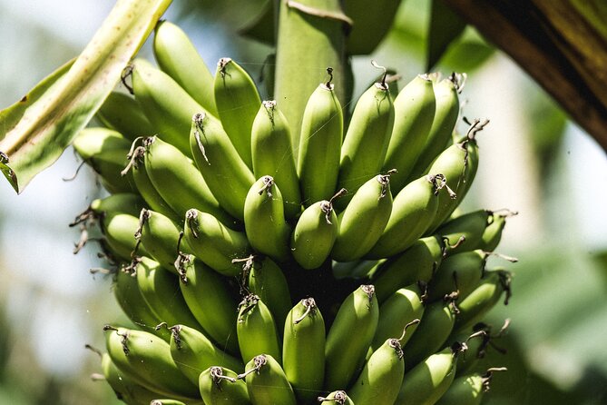 Big Island Farms Tour in Hawaii - The farm store adds value after the walk