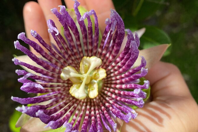 Big Island Farms Tour in Hawaii - Who should book Big Island Farms