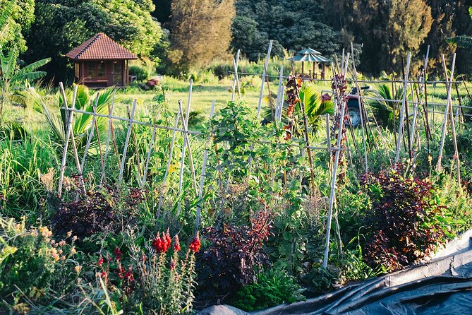 Big Island Farms Tour in Hawaii - Regenerative design explained without a lecture