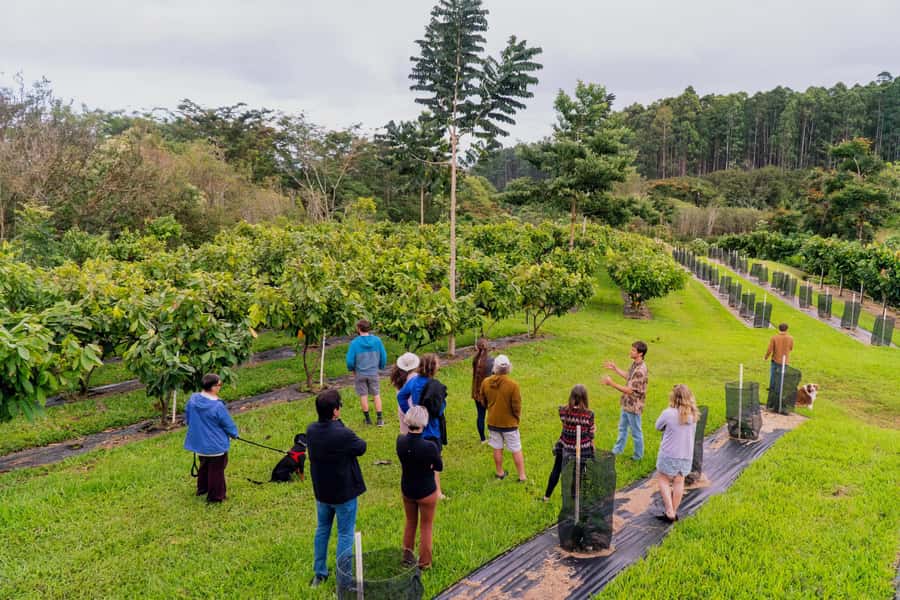 Big Island Hawaii: Craft Chocolate Tasting and Farm Tour - A working cacao farm five minutes from Hilo