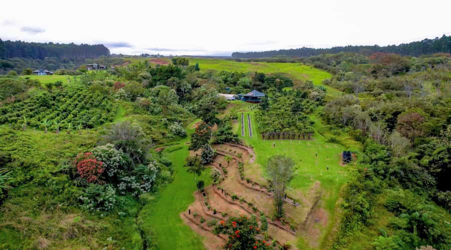 Big Island Hawaii: Craft Chocolate Tasting and Farm Tour - Walking among cacao trees