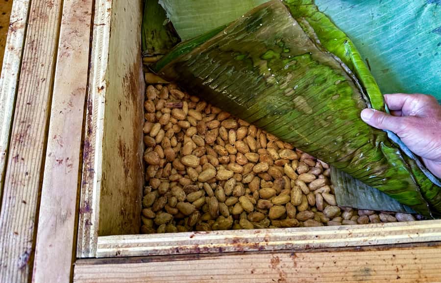 Big Island Hawaii: Craft Chocolate Tasting and Farm Tour - Chocolate history from Mesoamerica to Hawaii