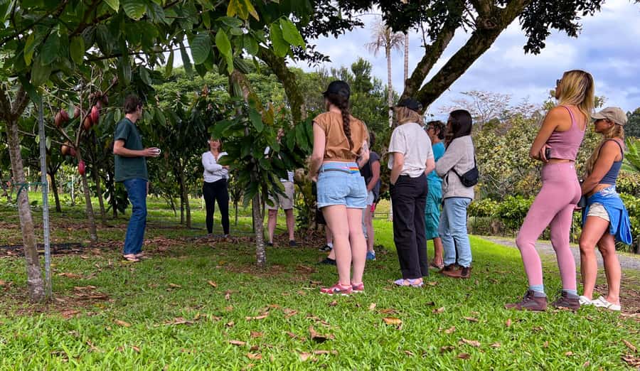 Big Island Hawaii: Craft Chocolate Tasting and Farm Tour - Ten or more bars from across Hawaii