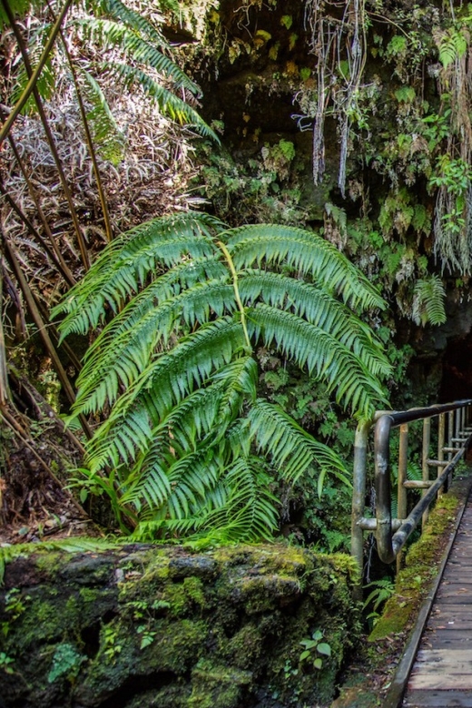 Big Island: Volcanoes, Waterfalls, & Coffee Farm Day-Trip - Rainbow Falls and Akaka Falls