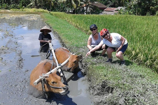 Bike ride in the rice fields, Bali countryside - Practical details to consider before booking