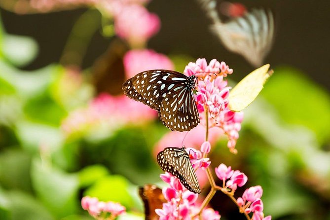 Bird Park & Butterfly Farm Nature Tour From Kuala Lumpur - Who will enjoy this outing most?