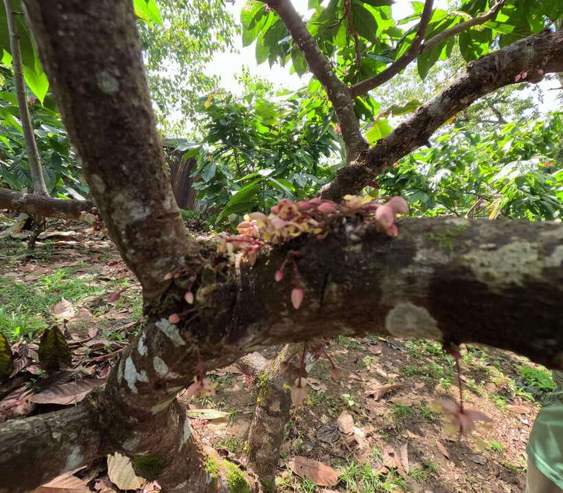 Bohol Chocolate Making and Farm Tour - Harvesting, fermentation, and sun drying