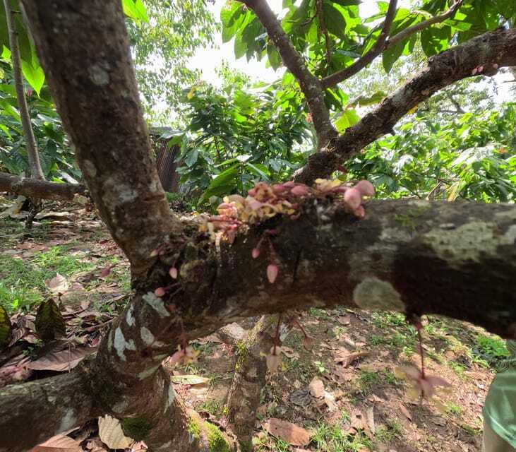 Bohol Chocolate Making and Farm Tour - Roasting and moulding your own chocolate
