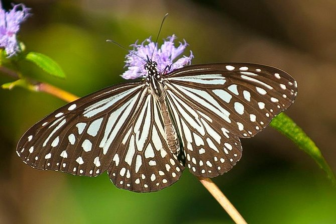 Bondla Wildlife Sanctuary with Lunch in Spice Plantation in Goa - Why this inland Goa day is worth considering