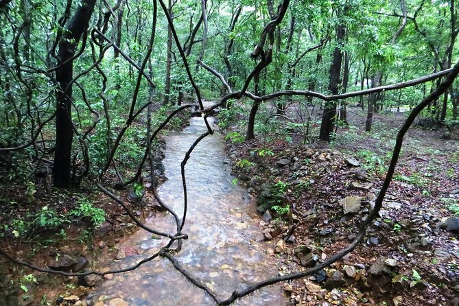 Bondla Wildlife Sanctuary with Lunch in Spice Plantation in Goa - The morning drive from North Goa