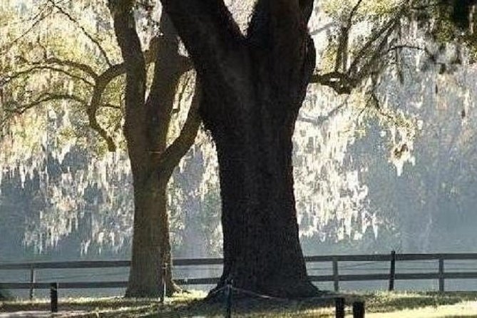 Boone Hall Plantation Admission & Tour with Transportation from Charleston - The slave cabins bring the plantation story down to earth