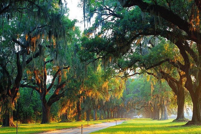 Boone Hall Plantation All-Access Admission Ticket - Arriving beneath the Avenue of Oaks