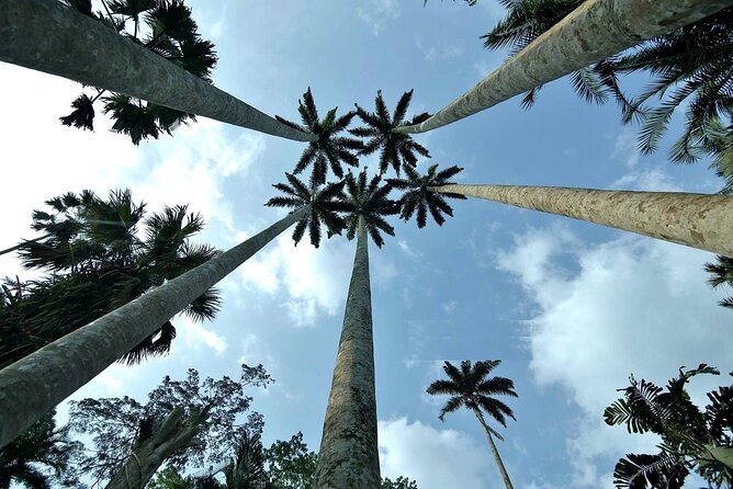 Boti Falls, Umbrella Rock, Aburi Gardens & Cocoa Farm Day Tour - Boti Falls and the River Pawnpawn