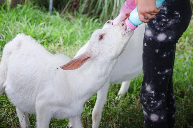 Bottle Feed & Cuddle Baby Goats at Ohana Ranch (Big Island) - The goat time: feeding, cuddling, and play