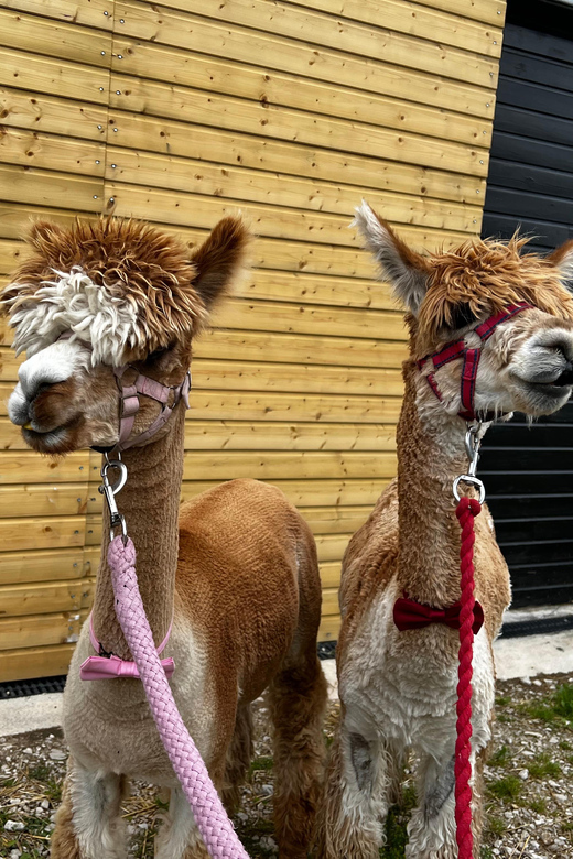 Brackenfield: Alpaca Trek - Key points to know before booking