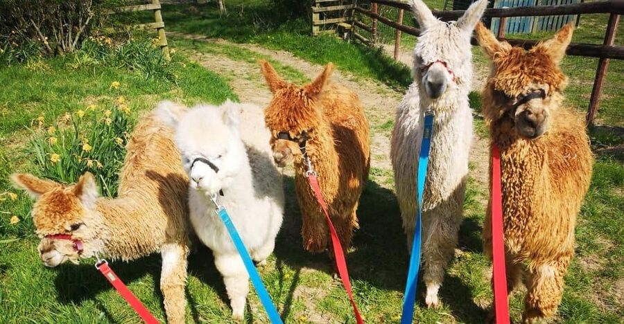 Brackenfield: Alpaca Trek - A gentle alpaca walk in Derbyshire’s Amber Valley