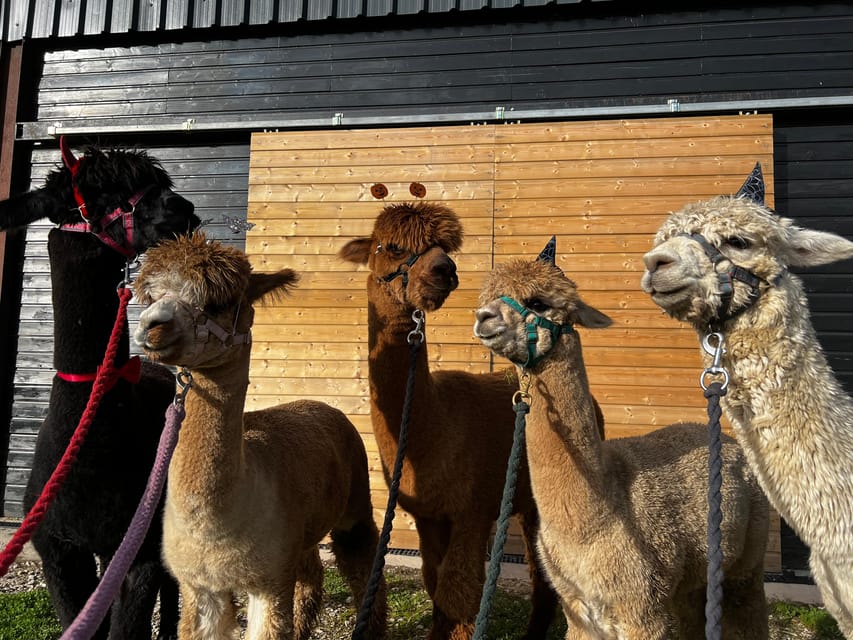Brackenfield: Alpaca Trek - Feeding time in the paddock