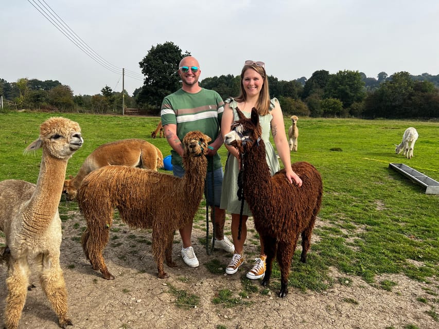 Brackenfield: Alpaca Trek - Tea, coffee, and a rustic barn finish