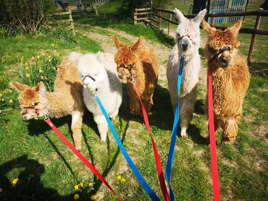 Brackenfield: Alpaca Trek - The gift shop and alpaca-themed extras