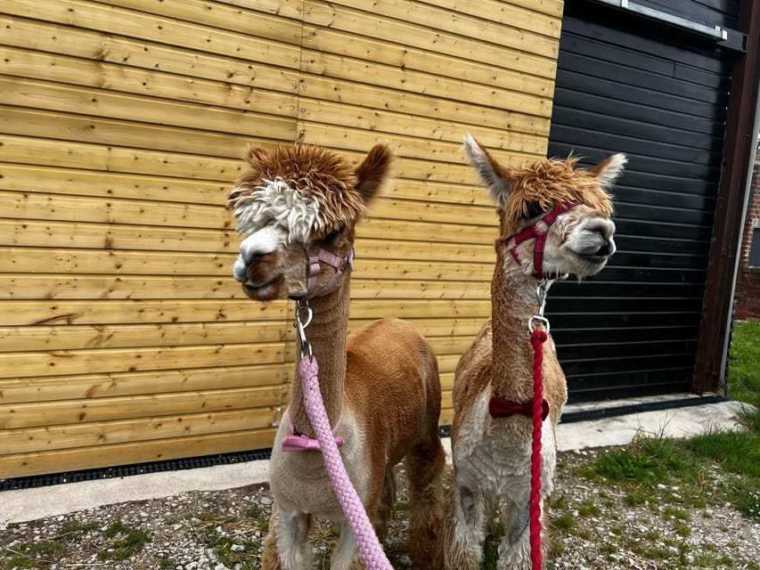 Brackenfield: Alpaca Trek - Finding the farm and getting ready
