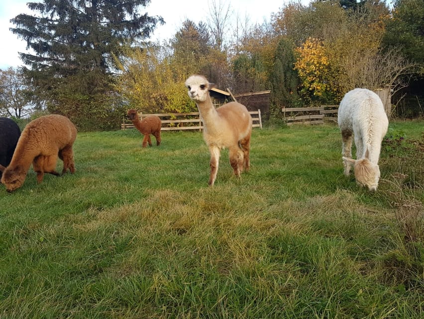 Braunschweig: Alpaca Trekking Tour - Meeting the herd near Alte Leipziger Strasse