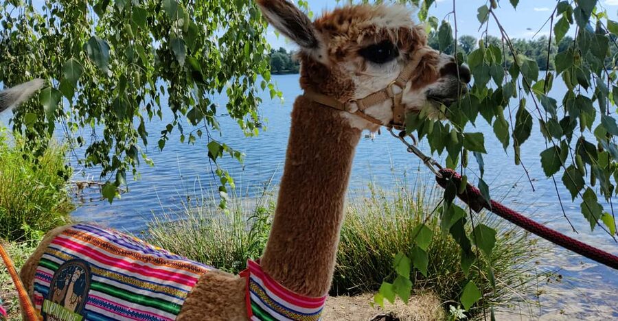 Braunschweig: Alpaca Trekking Tour - Is the alpaca trek worth booking?