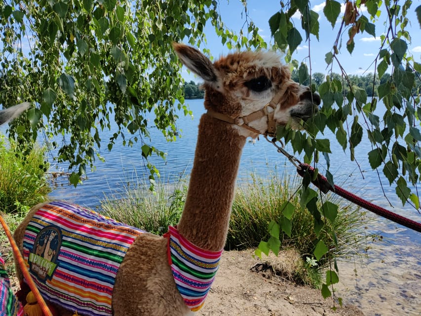 Braunschweig: Alpaca Trekking Tour - A five-minute lesson in alpaca manners