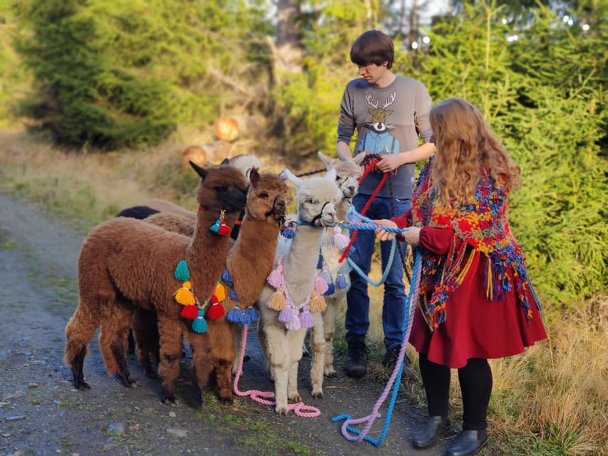 Braunschweig: Alpaca Trekking Tour - Ten minutes for photos and animal time