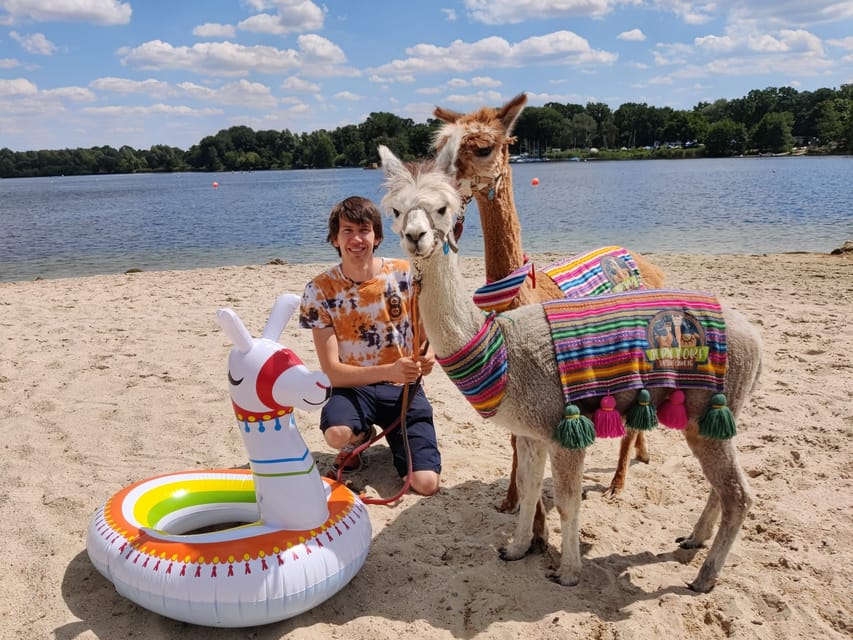 Braunschweig: Alpaca Trekking Tour - A gentle return to the stable