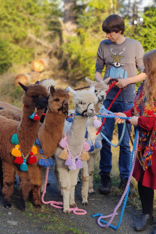 Braunschweig: Alpaca Trekking Tour - What the $69 price means