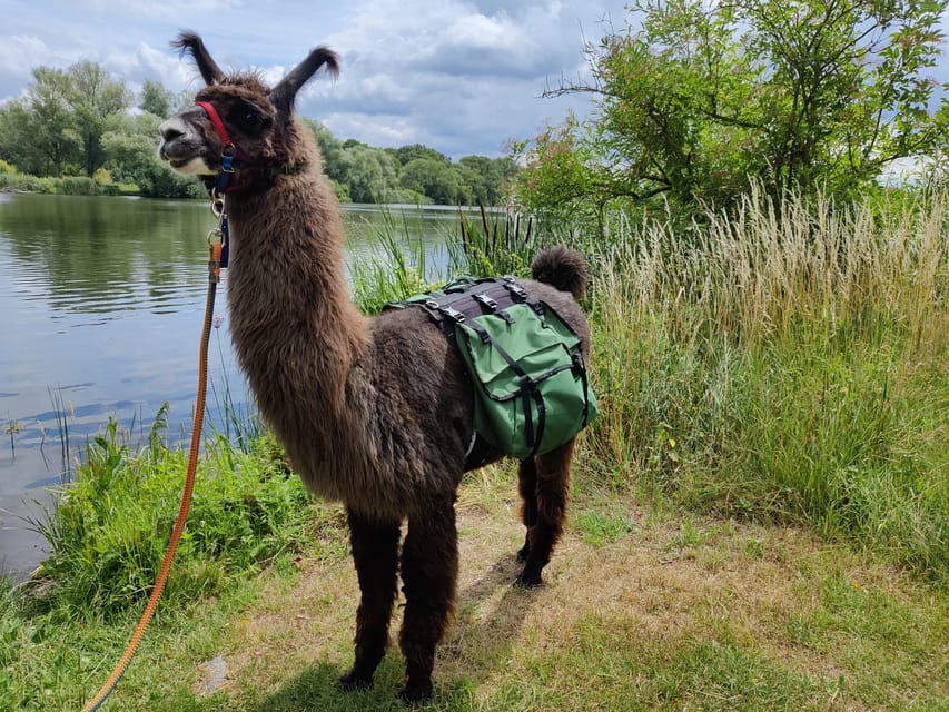 Braunschweig: Alpaca Trekking Tour - What to wear for a 90-minute walk