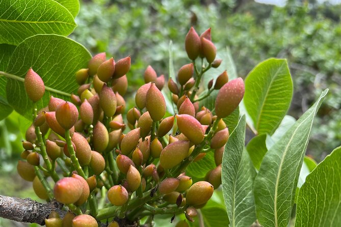 Bronte Pistachio Farm Tour and Lunch with Farmer - Is $288.63 per person good value?
