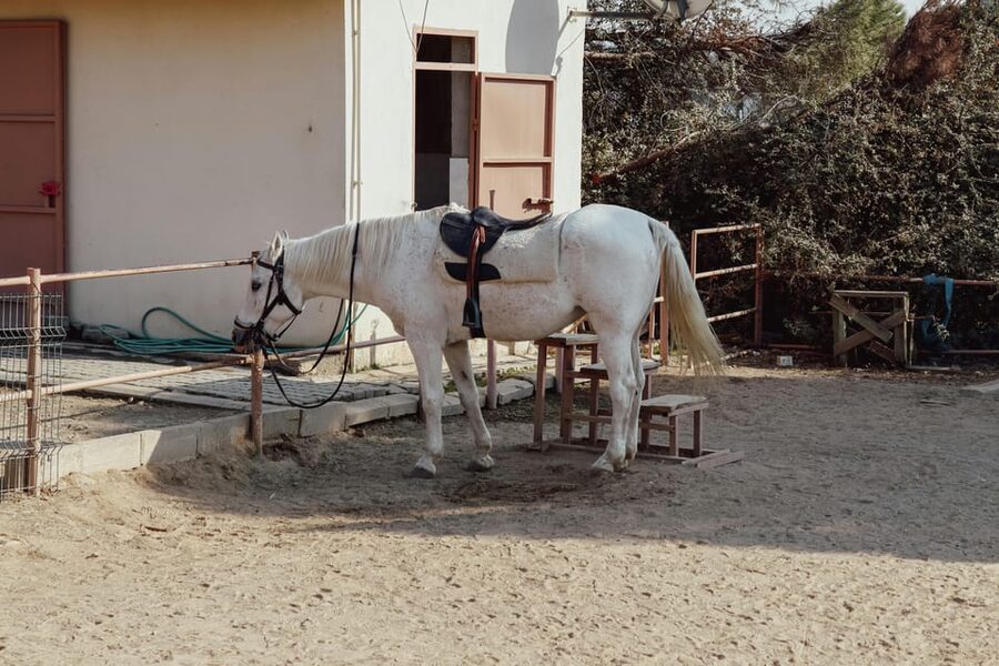 Bucharest: Ranch with Domestic Animals Day Trip - Key points at a glance